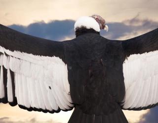 andean-condor-header