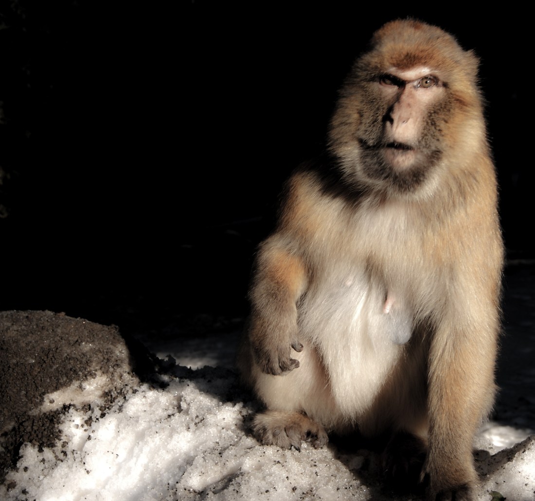 macaque-azrou