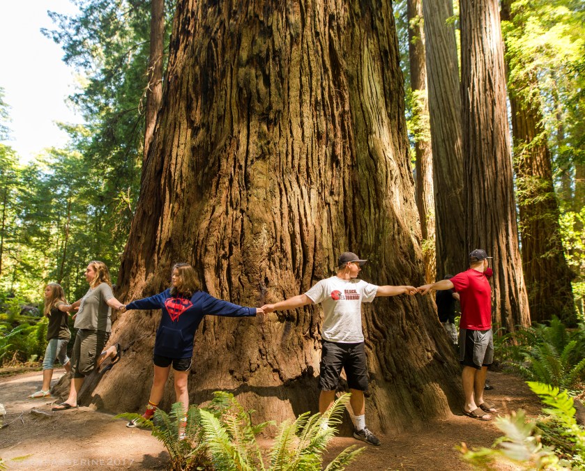 Kids measuring tree girth, Stout Grove, Jedediah Smith State Park