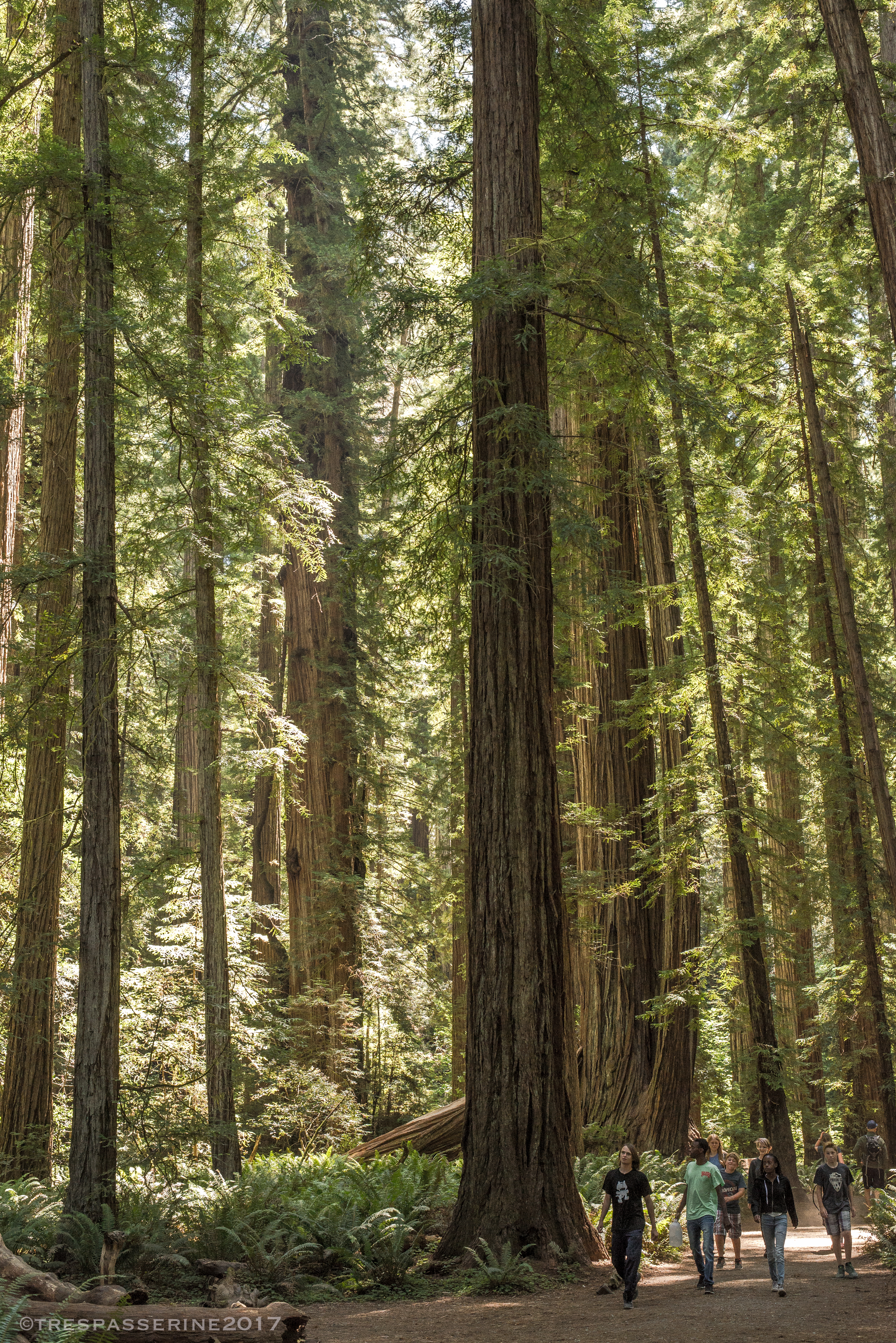 kids strolling amid the tall trees, JS State Park