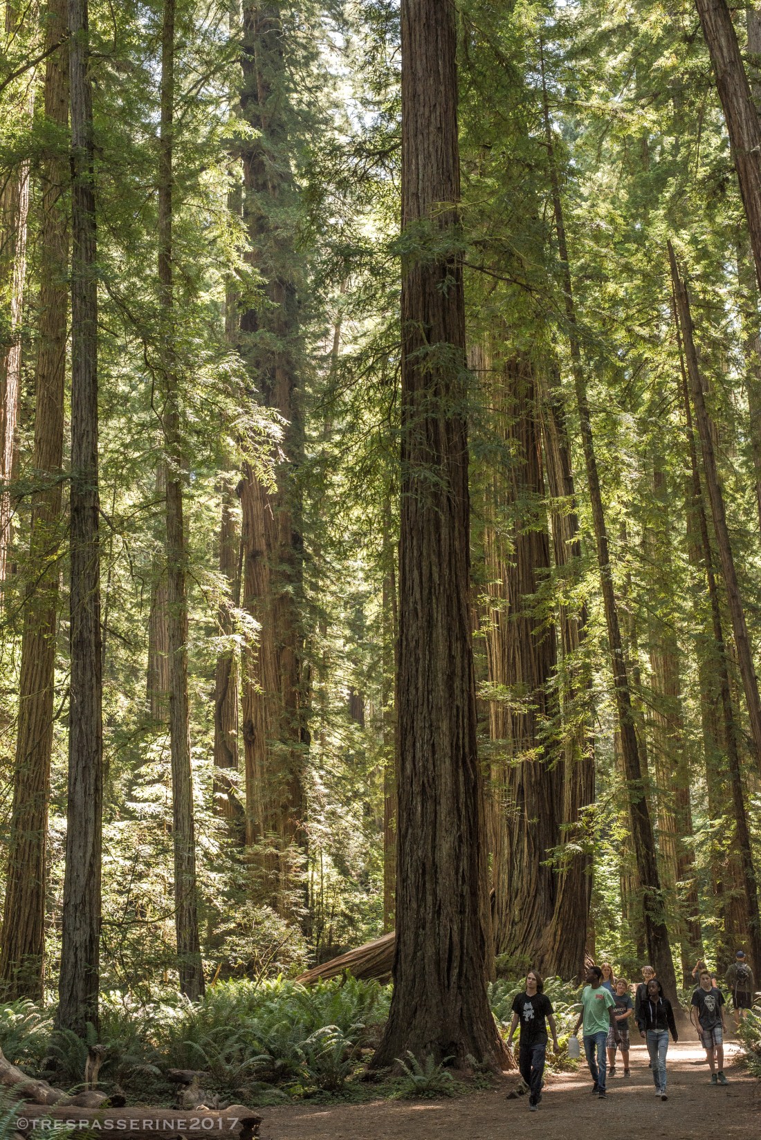 kids strolling amid the tall trees, JS State Park