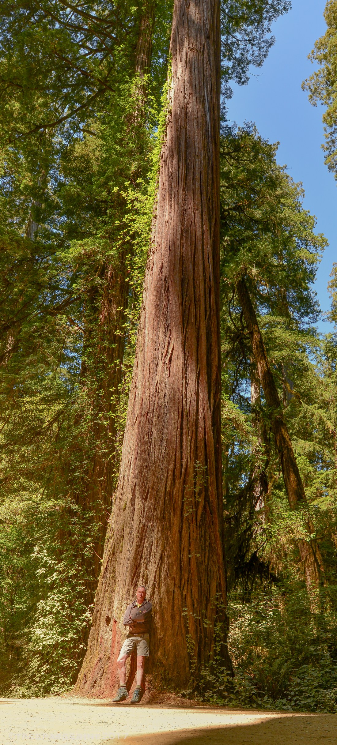 Relative Sizes, Jedediah Smith State Park