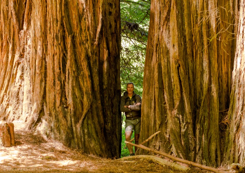 Sandwiched, Jedediah Smith State Park