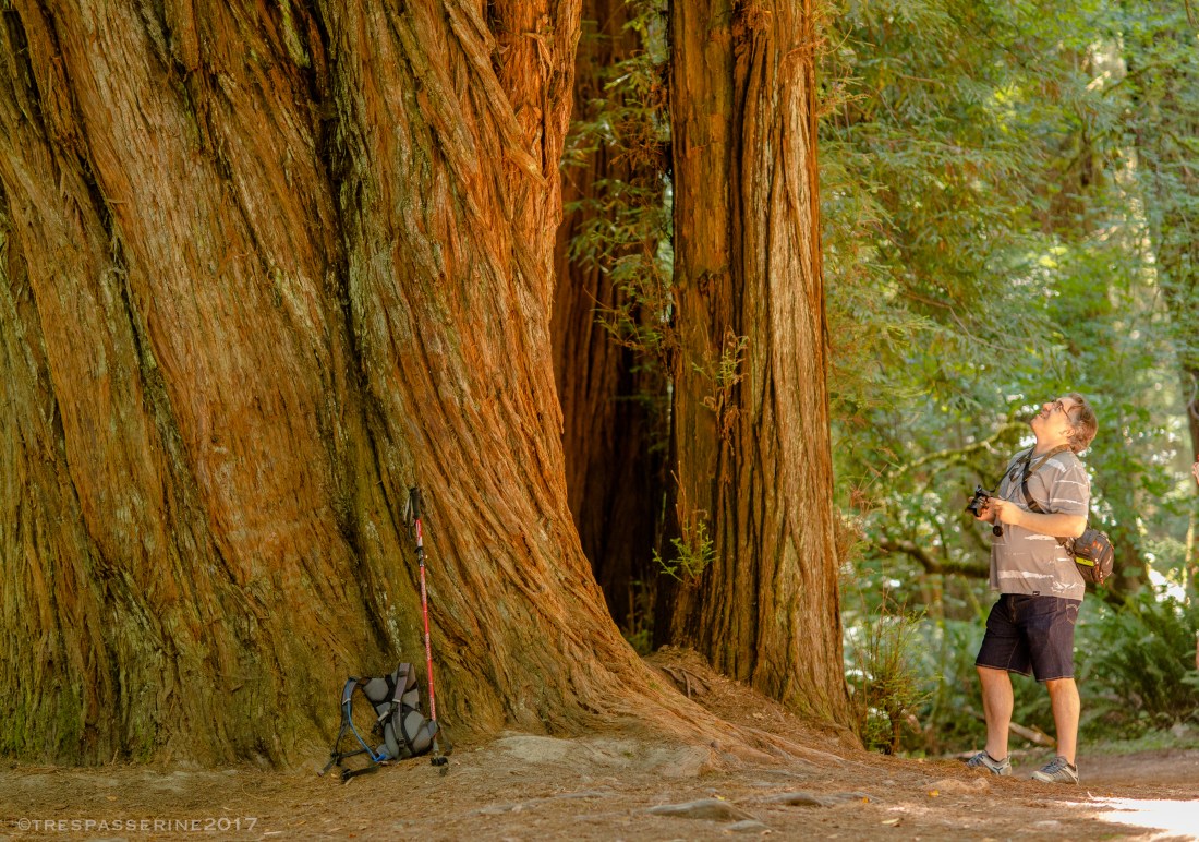 Stout Grove, Jedediah Smith State Park